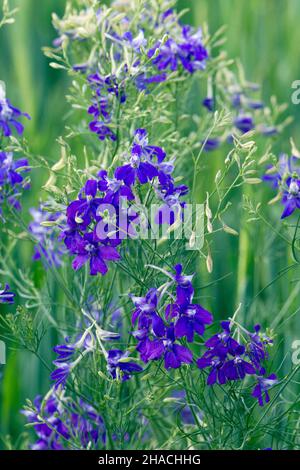 Forking larkspur, Consolia regalis) ou roquette-larkspur, floraison, Basse-Saxe, Allemagne Banque D'Images