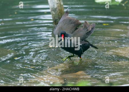 Moorhen, (Gallinula chloropus) baignade dans l'étang, secouant ses ailes plumes, Basse-Saxe, Allemagne Banque D'Images