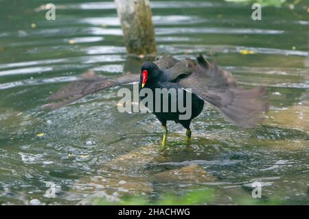 Moorhen, (Gallinula chloropus) baignade dans l'étang, secouant ses ailes plumes, Basse-Saxe, Allemagne Banque D'Images