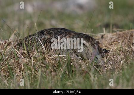 Ceci est venu sur cette femelle eider sur des oeufs, j'ai pris quelques images et a quitté le site pour éviter des perturbations.Elle n'a jamais quitté le nid! Banque D'Images