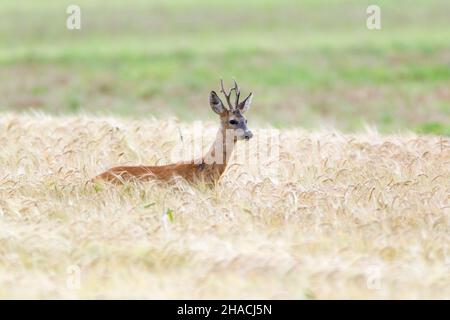 Cerf de Virginie, (Capranolus capranolus), buck à longues cornes, debout dans la culture du blé, Basse-Saxe, Allemagne Banque D'Images