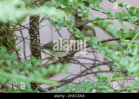 Saule Paruline, (Phylloscopus trochilus), deux jeunes perchés dans le Bush, Basse-Saxe, Allemagne Banque D'Images