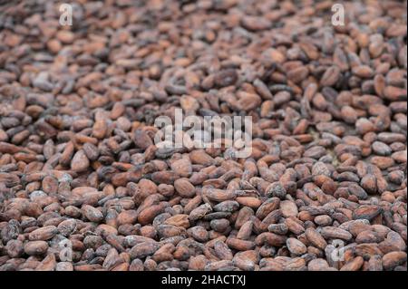 CÔTE D'IVOIRE, village Azaguié, cacao, séchage des fèves de cacao après fermentation / ELFENBEINKUESTE, Dorf Azaguié, ferme des Kakaobauer Ambroise n'KOH, Trocknung der fermentierten Kakaobohnen Banque D'Images