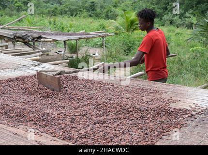 CÔTE D'IVOIRE, village Azaguié, cacao, séchage des fèves de cacao après fermentation / ELFENBEINKUESTE, Dorf Azaguié, ferme des Kakaobauer Ambroise n'KOH, Trocknung der fermentierten Kakaobohnen Banque D'Images