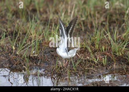 Le ponteur commun migre au Royaume-Uni pour se reproduire le long des rivières, des cours d'eau, des réservoirs, des lacs et des cours d'eau.Un petit wader qui a diminué au Royaume-Uni. Banque D'Images