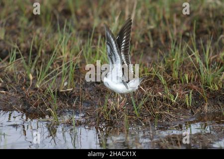 Le ponteur commun migre au Royaume-Uni pour se reproduire le long des rivières, des cours d'eau, des réservoirs, des lacs et des cours d'eau.Un petit wader qui a diminué au Royaume-Uni. Banque D'Images