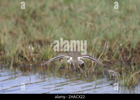 Le ponteur commun migre au Royaume-Uni pour se reproduire le long des rivières, des cours d'eau, des réservoirs, des lacs et des cours d'eau.Un petit wader qui a diminué au Royaume-Uni. Banque D'Images