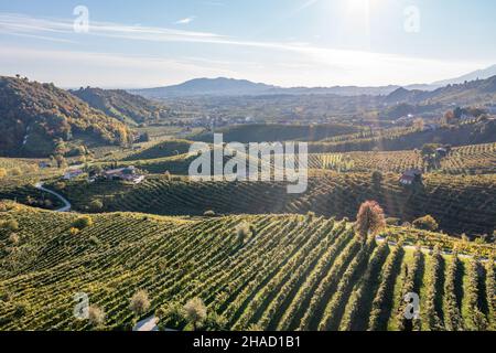 Vue aérienne des vignobles de Valdobbiadene, Vénétie, Italie Banque D'Images