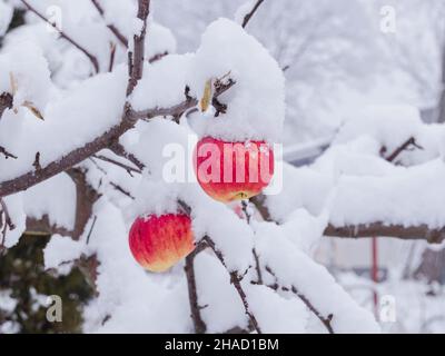 Jour d'hiver dans le verger.Sur les branches des arbres il y a des pommes rouges non cueillies. Banque D'Images