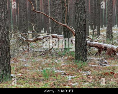 Grande forêt de pins.Grands, longs et fins malles.Le sol est recouvert de mousse.C'est l'hiver.Le sol est recouvert par endroits d'une fine couche de neige. Banque D'Images
