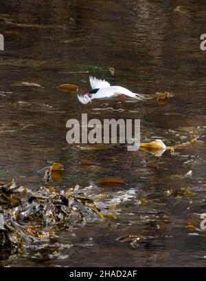 Sterne arctique (Sterna paradisaea) volant au-dessus de l'eau avec de petits poissons dans le bec - île de mai, Écosse, Royaume-Uni Banque D'Images