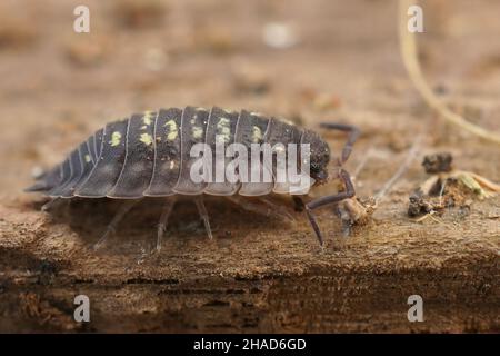 Gros plan sur le bois commun brillant, Oniscus asellus dans le jardin sur bois Banque D'Images