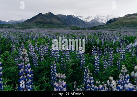 Paysage typique de l'Islande avec champ de fleurs lupin. Heure d'été. Photo de haute qualité Banque D'Images