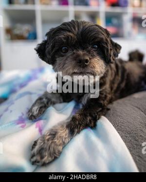 Un gros plan vertical d'un adorable chien Lhassa Apso couché à l'intérieur Banque D'Images