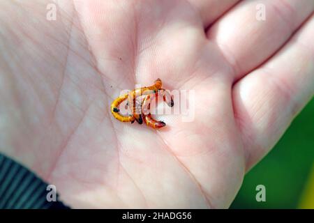 Vers-fils - larves d'Agriotes une espèce de coléoptères de la famille des Elateridae.Il est communément appelé le coléoptère de clic doublé. Banque D'Images