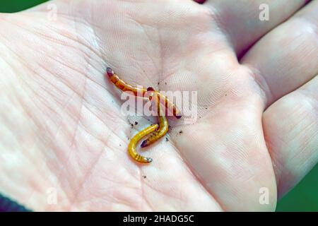 Vers-fils - larves d'Agriotes une espèce de coléoptères de la famille des Elateridae.Il est communément appelé le coléoptère de clic doublé. Banque D'Images