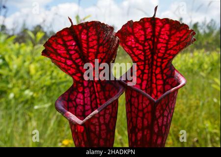 Pièges rouge foncé de la plante blanche du pichet (Sarracenia leucophylla), États-Unis Banque D'Images