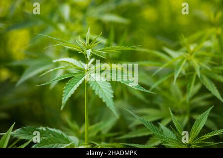 gros plan de plantes de chanvre sur une plantation à usage médical Banque D'Images