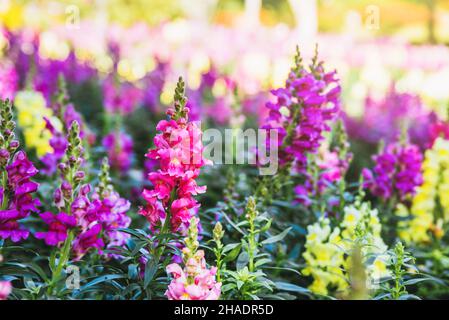 Arrière-plan nature Fleur Antirrhinum.Snap dragon (Antirrhinum majus) floraison dans le jardin Banque D'Images