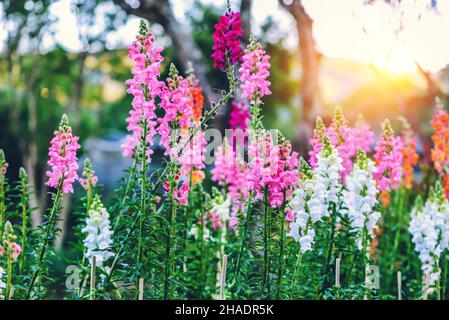 Arrière-plan nature Fleur Antirrhinum.Snap dragon (Antirrhinum majus) floraison dans le jardin Banque D'Images