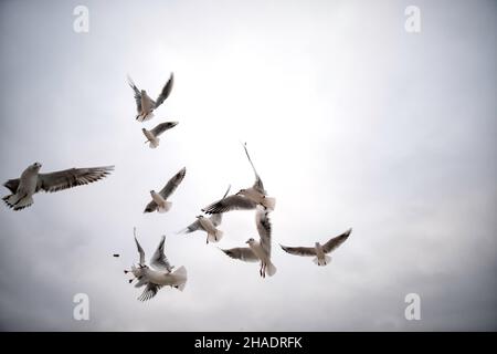 un troupeau d'oiseaux de mer se battant au-dessus d'un morceau de pain jeté dans les airs montrant des compétences aériennes impressionnantes Banque D'Images