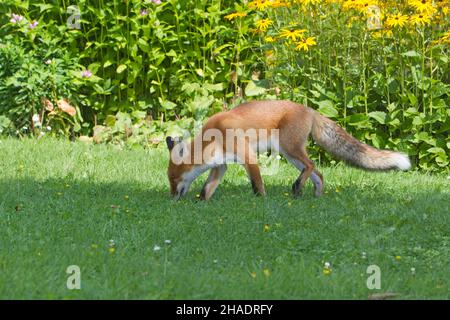 European Red Fox, (Vulpes vulpes), recherche de nourriture dans le jardin, Basse-Saxe, Allemagne Banque D'Images