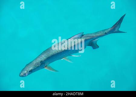 Un plan de megalops atlanticus ou Tarpon des Caraïbes dans l'eau bleue isolée Banque D'Images