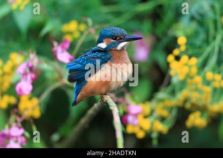 Mâle de kingfisher commun (Alcedo atthis) perché sur une branche, à côté de la rivière, Basse-Saxe, Allemagne Banque D'Images