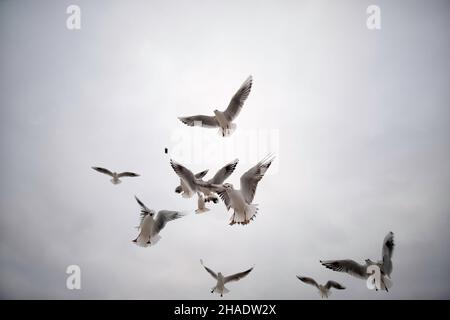 un troupeau d'oiseaux de mer se battant sur un morceau de pain jeté dans l'air montrant des compétences aériennes impressionnantes Banque D'Images