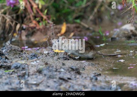 Rat brun (Rattus norvegicus), alimentation en bordure de ruisseau, Basse-Saxe, Allemagne Banque D'Images