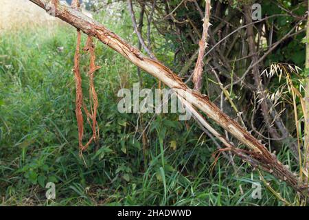 Cerf de Virginie, (Capranolus capranolus), dégâts sur la tige de rose sauvage des cornes, pendant la saison de rutting, Basse-Saxe, Allemagne Banque D'Images
