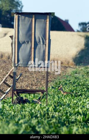 Roe Deer, (Capranolus capranolus), doe marchant à travers la culture de betterave à sucre, à côté du stand de tir du chasseur, Basse-Saxe, Allemagne Banque D'Images