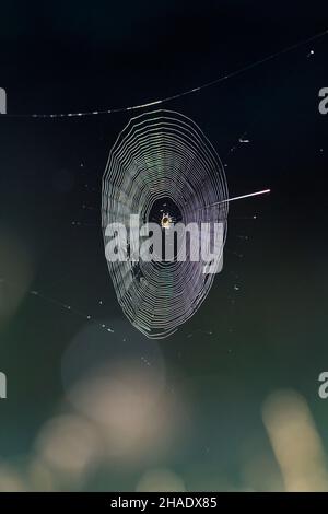 Araignée de jardin commune, (Araneus diadematus) dans son web ou orbe, en lumière du soleil, Basse-Saxe, Allemagne Banque D'Images