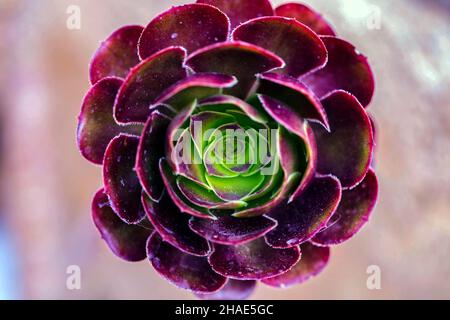 Gros plan Banque D'Images