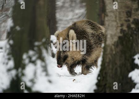 Sanglier eurasien - sus scrofa également porcin sauvage, porc sauvage commun, porc sauvage eurasien, suid indigène à une grande partie de l'Eurasie et de l'Afrique du Nord, sur le whi frais Banque D'Images