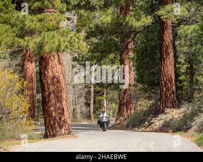 Moto à travers des séquoias géants sur le Tioga Pass en Californie - Etats-Unis Banque D'Images