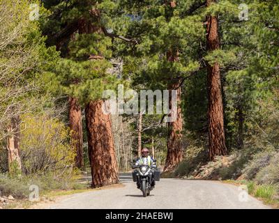 Moto à travers des séquoias géants sur le Tioga Pass en Californie - Etats-Unis Banque D'Images