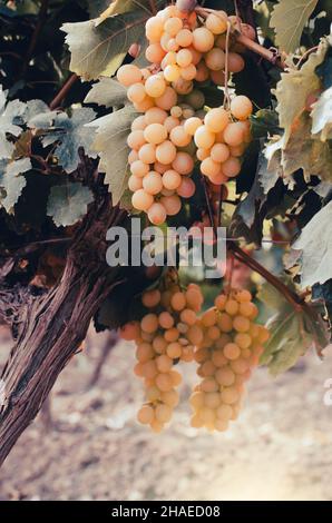 Raisins verts sur vigne sur feuilles de raisin fond clair Banque D'Images