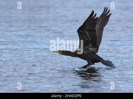 De grands cormorans (Phalacrocorax carbo) décollent rapidement de la surface de l'eau avec des ailes levées et une ligne droite du corps Banque D'Images