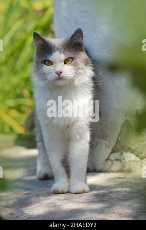 Concept de liberté d'animal de compagnie et d'apprécier la nature. Joie dans la nature. Joyeux jeune chat à l'extérieur entre les fleurs Banque D'Images