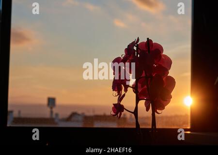 Silhouette d'orchidées à la maison avec coucher de soleil derrière la fenêtre Banque D'Images