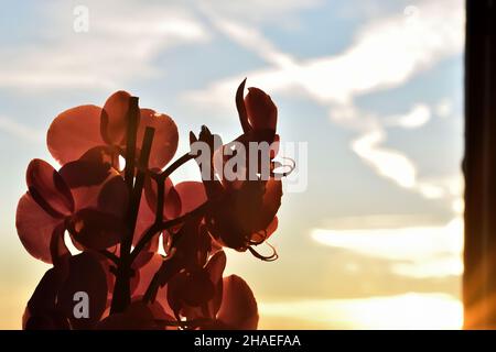 Silhouette d'orchidées à la maison avec coucher de soleil derrière la fenêtre Banque D'Images