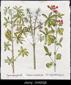 Lupin, Lily; Lupinus, Lotus – Art de Basilius Besler (1561–1629) Banque D'Images