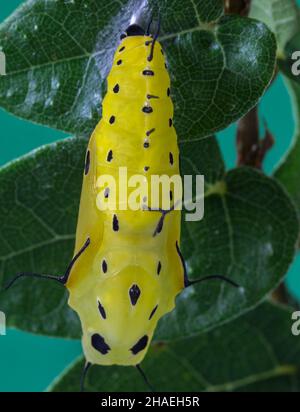 Un cliché vertical d'un cocon jaune sur les feuilles Banque D'Images