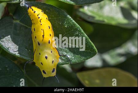 Gros plan d'un cocon jaune sur la feuille Banque D'Images
