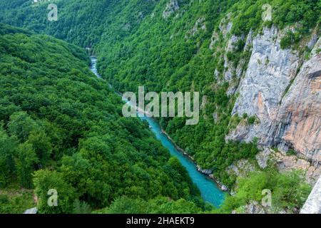 Rivière Tara Turquoise et Forêt sur les pentes des montagnes du Monténégro.Le plus grand canyon d'Europe dans le parc national de Durmitor Banque D'Images