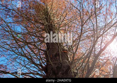 Metasequoia glyptostroboides ou Dawn redwood tronc et branches avec feuilles rouges de couleur automnale Banque D'Images