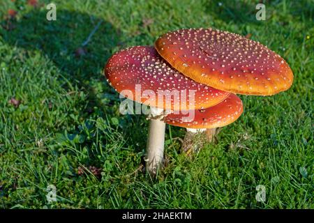 Mouche agarique, mouche amanita ou Amanita muscaria champignons avec des bouchons plats rouges vif couverts de verrues blanches dans le parc de tomates Purificacion à Oviedo, SPAI Banque D'Images