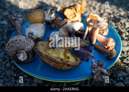 Divers types de champignons sauvages fourrés, accompagnés par un pageur de champignons le 17th octobre 2021 à Hereford, Royaume-Uni.Un fourrager est une personne qui fourragère, ou qui cherche du fourrage. Banque D'Images