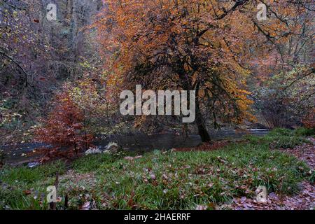 Belles couleurs d'automne parmi les arbres entourant la rivière à Tarr Steps sur la rivière Barle le 12th novembre 2021 à Dulverton, Royaume-Uni.Propriété de l'Administration du parc national Exmoor, la réserve naturelle nationale de Tarr Steps Woodland couvre 33 hectares de la vallée de la Barle.Il s'agit principalement de bois de chêne sessile, avec hêtre, frêne, sycomore, et noisette,entre autres dans une richesse de vie végétale.Elle est d'importance internationale pour les mousses, les livermoses et les lichens qui fleurissent dans des conditions humides fraîches. Banque D'Images